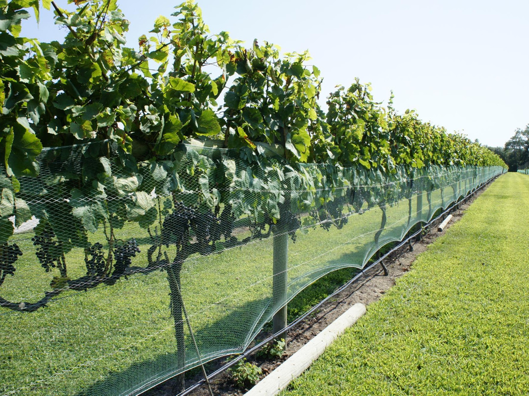 Willow Creek Winery景点图片