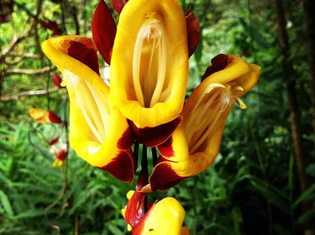 哈罗德树木园-火奴鲁鲁必去景点