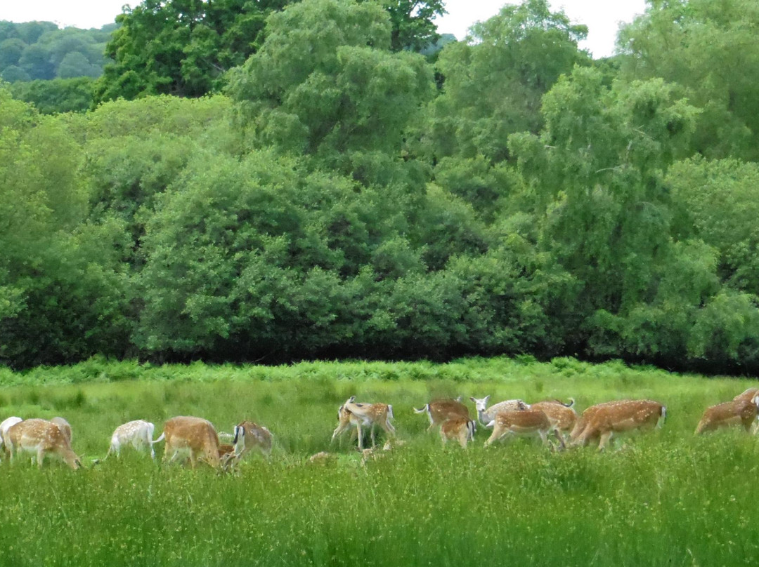 Bolderwood Deer Sanctuary景点图片