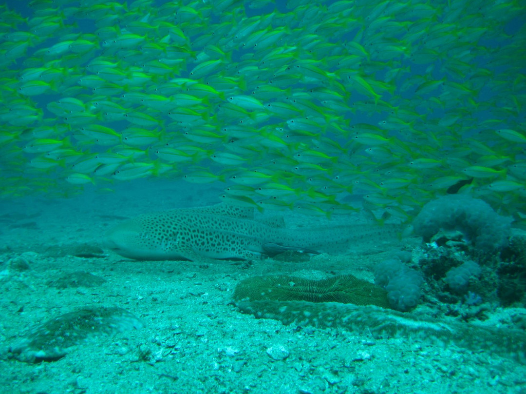 Phi Phi Sea Frog Diving-大皮皮岛必去景点