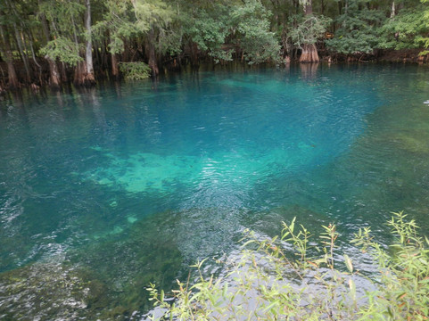 Florida Eco-Adventures- Day Tours-坦帕必去景点