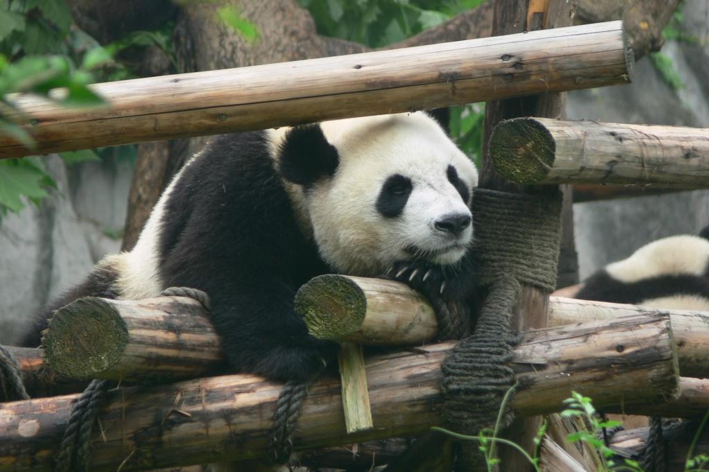 卧龙自然保护区景点图片