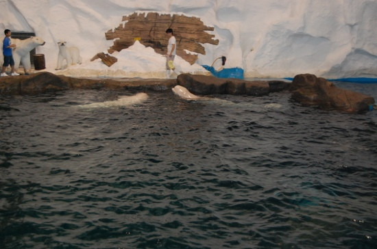 极地海洋世界-青岛市必去景点