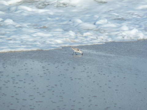 Pepper Park Beach-匹尔斯堡必去景点