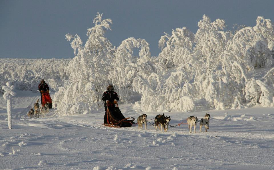 Hetta Huskies景点图片