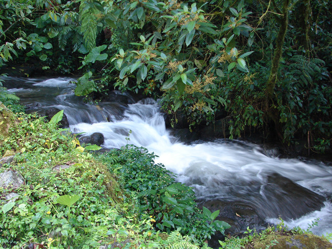 Sendero Los Quetzales景点图片