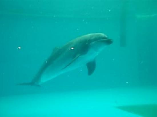 品川水族馆-品川区必去景点