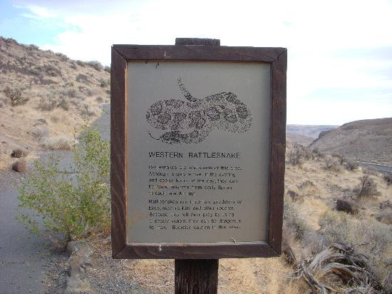 Ginkgo Petrified Forest State Park景点图片
