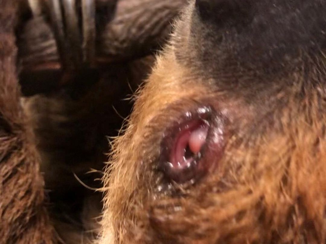 Mini 'S' Exotic Zoo-Mineola必去景点