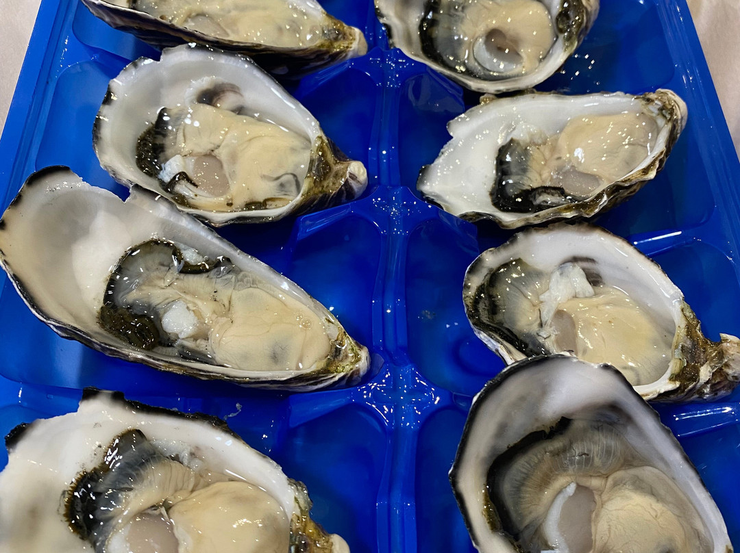 San Remo Fishermans Co-Op Pelican Feeding-圣雷莫必去景点