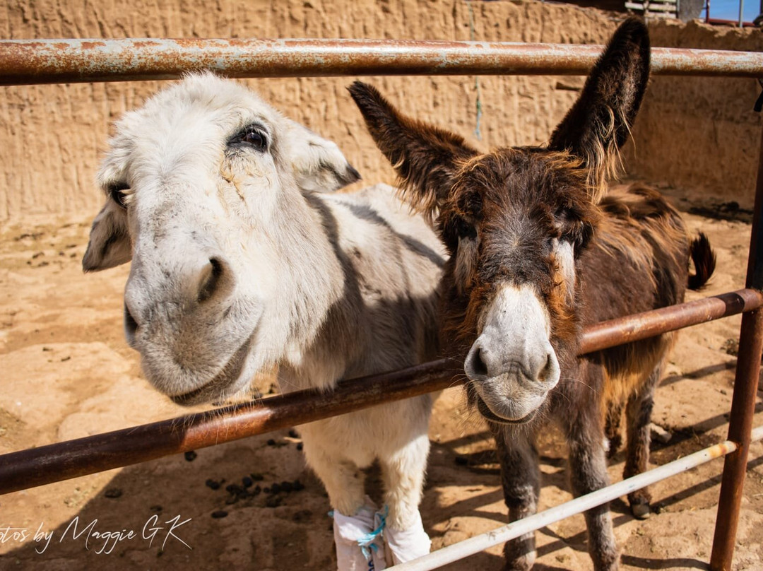 Tenerife Horse Rescue景点图片