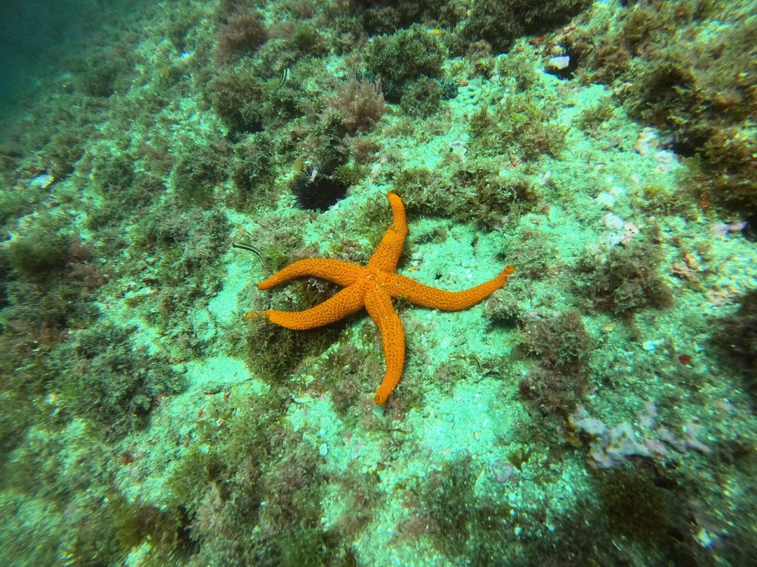 Escuela de Buceo Bubbles Sea-Torrenueva必去景点