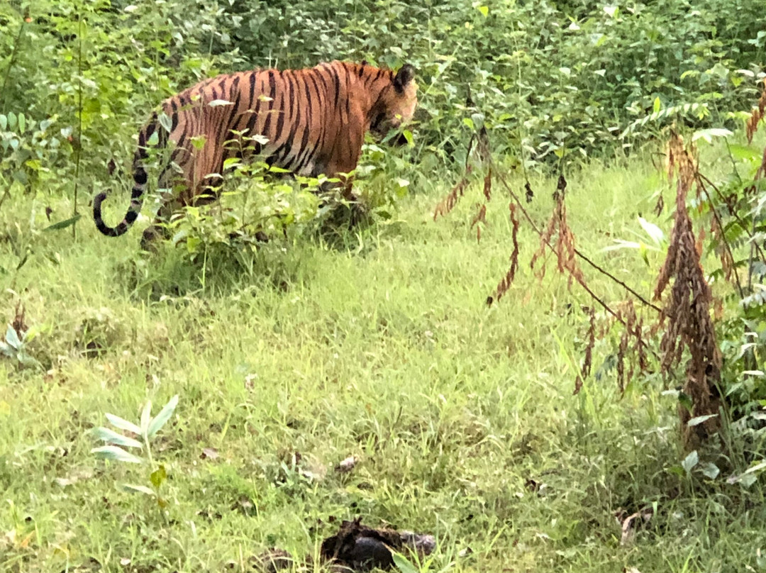 Kabini Wildlife Safari - Day Tour景点图片