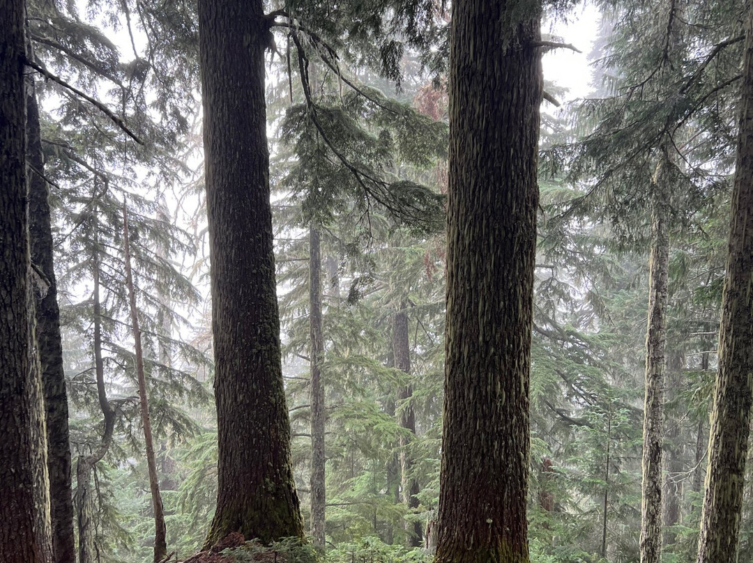 Cascade Pass / Sahale Arm Trail景点图片