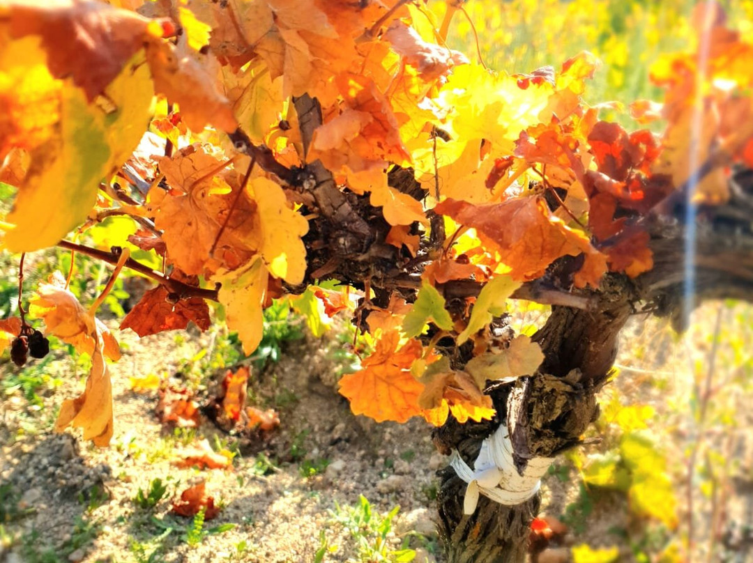 Bodega Las Moradas de San Martin景点图片