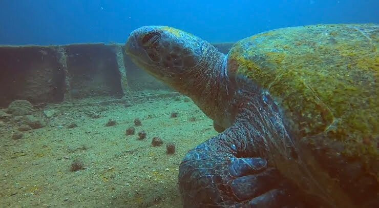 GoDiveBaja-拉巴斯必去景点