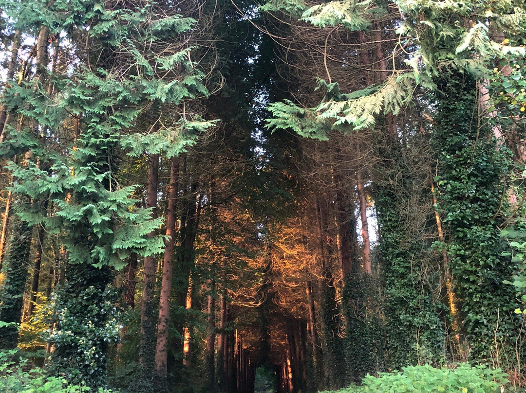 Moore Abbey Wood