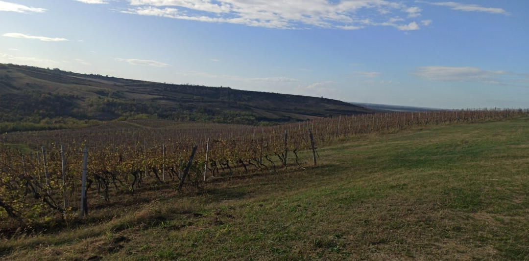 Vinarium-Banostor必去景点