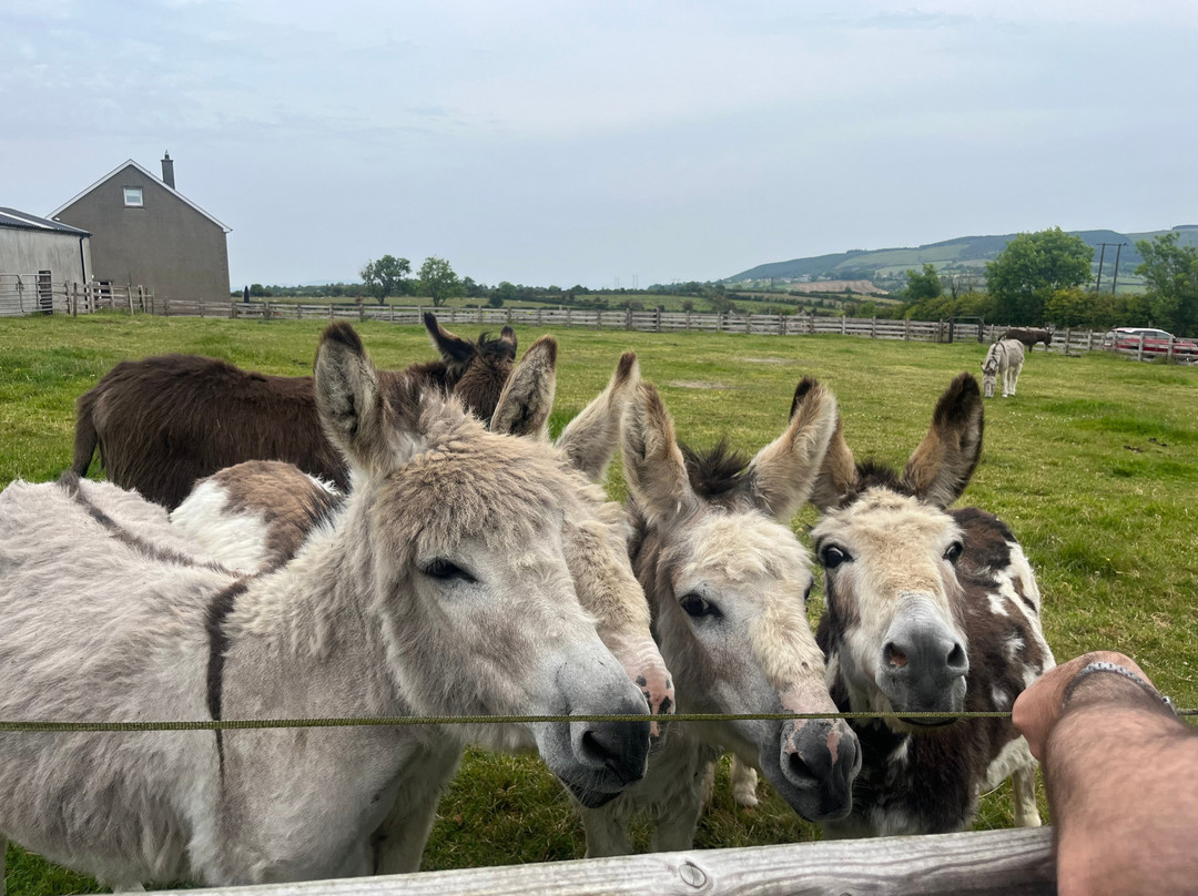 Donegal Donkey Sanctuary-Raphoe必去景点
