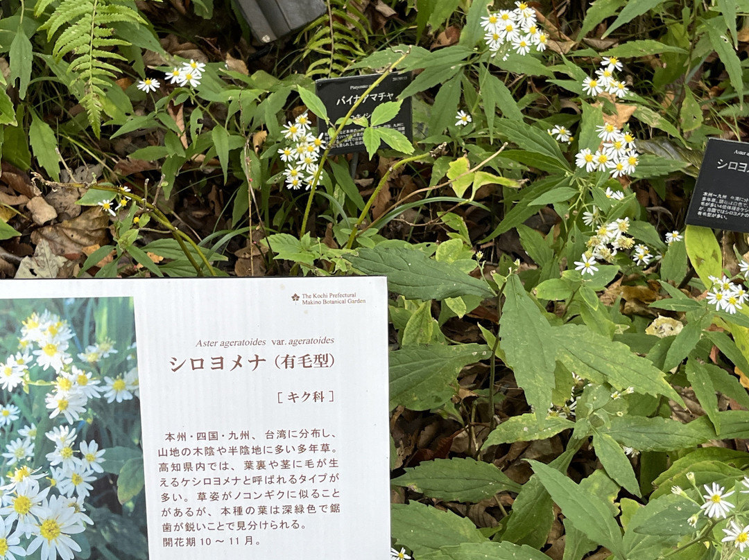 The Kochi Prefectural Makino Botanical Garden-高知市必去景点