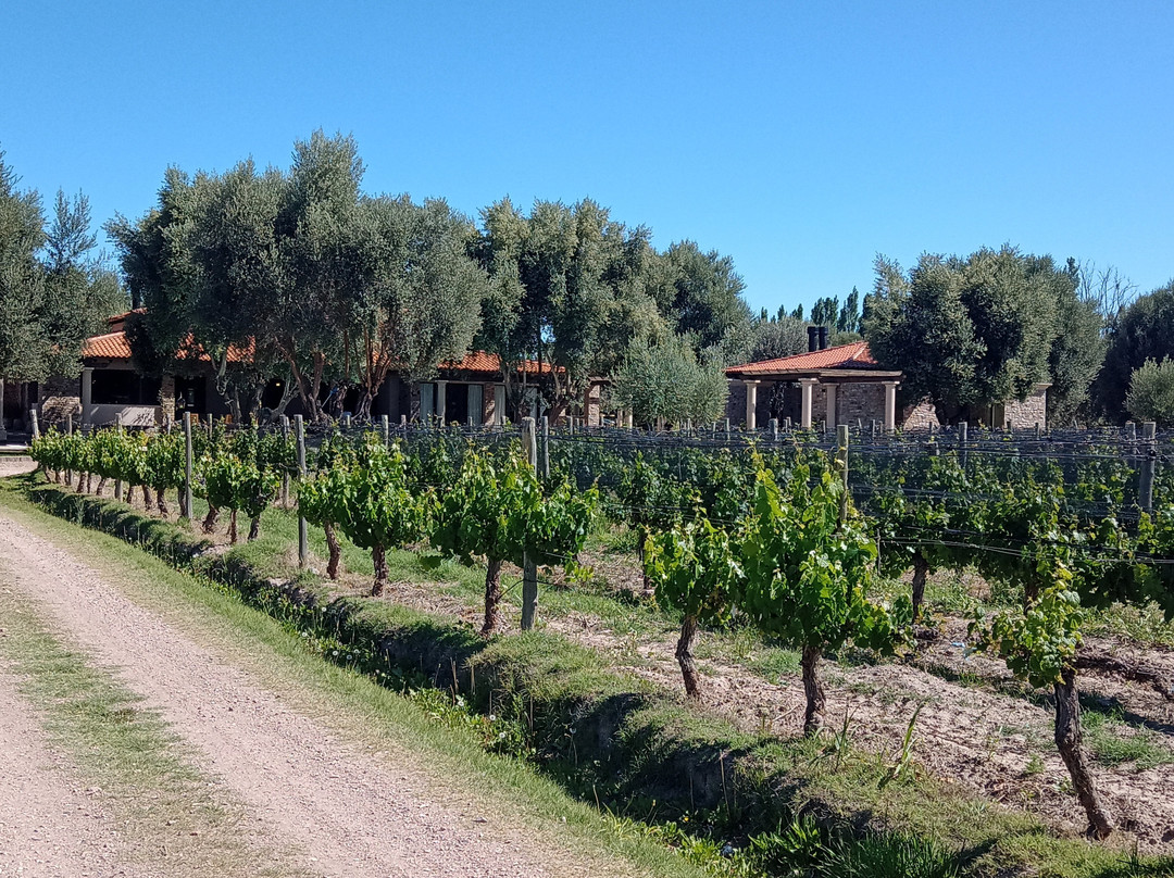 Algodon Wine Estates主图