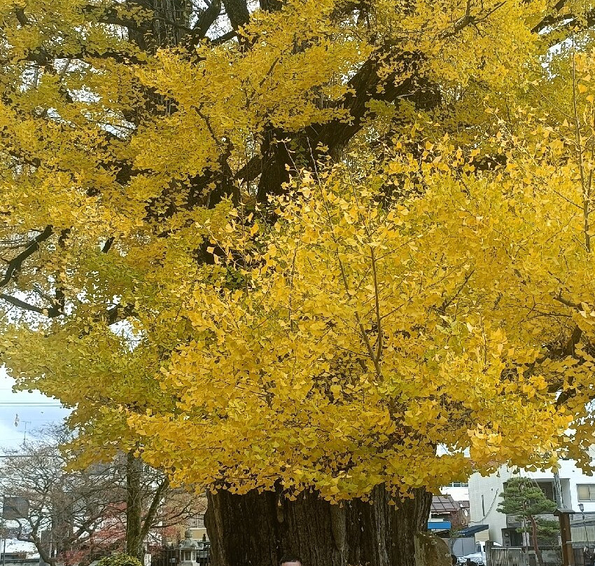 飞驒国分寺-高山市必去景点