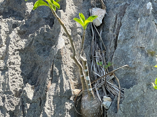 Malagasya Travel-安塔那那利佛必去景点