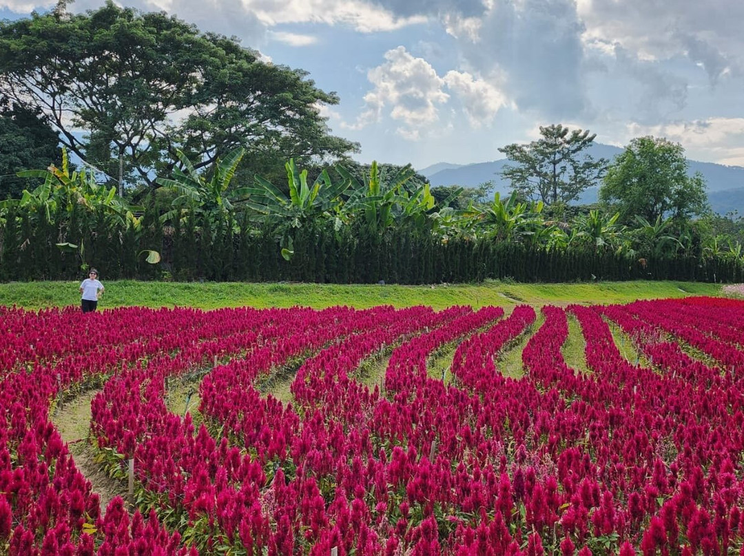 CUE Holidays - Chiangmai-清迈必去景点