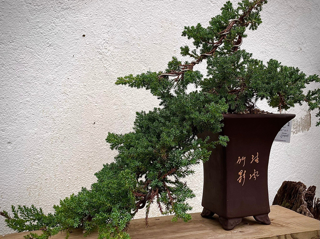 Museu do Bonsai-辛特拉必去景点