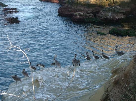 拉荷亚岩洞海岸-拉荷亚必去景点