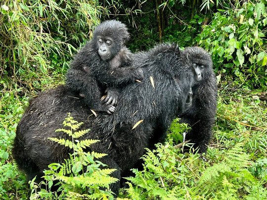 Salama Tours & Travels Agency-吉佳利必去景点