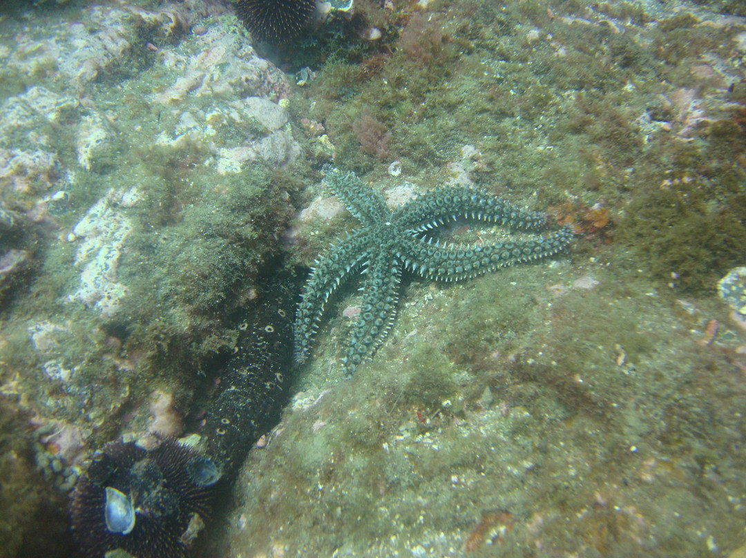 Eco-Dive景点图片