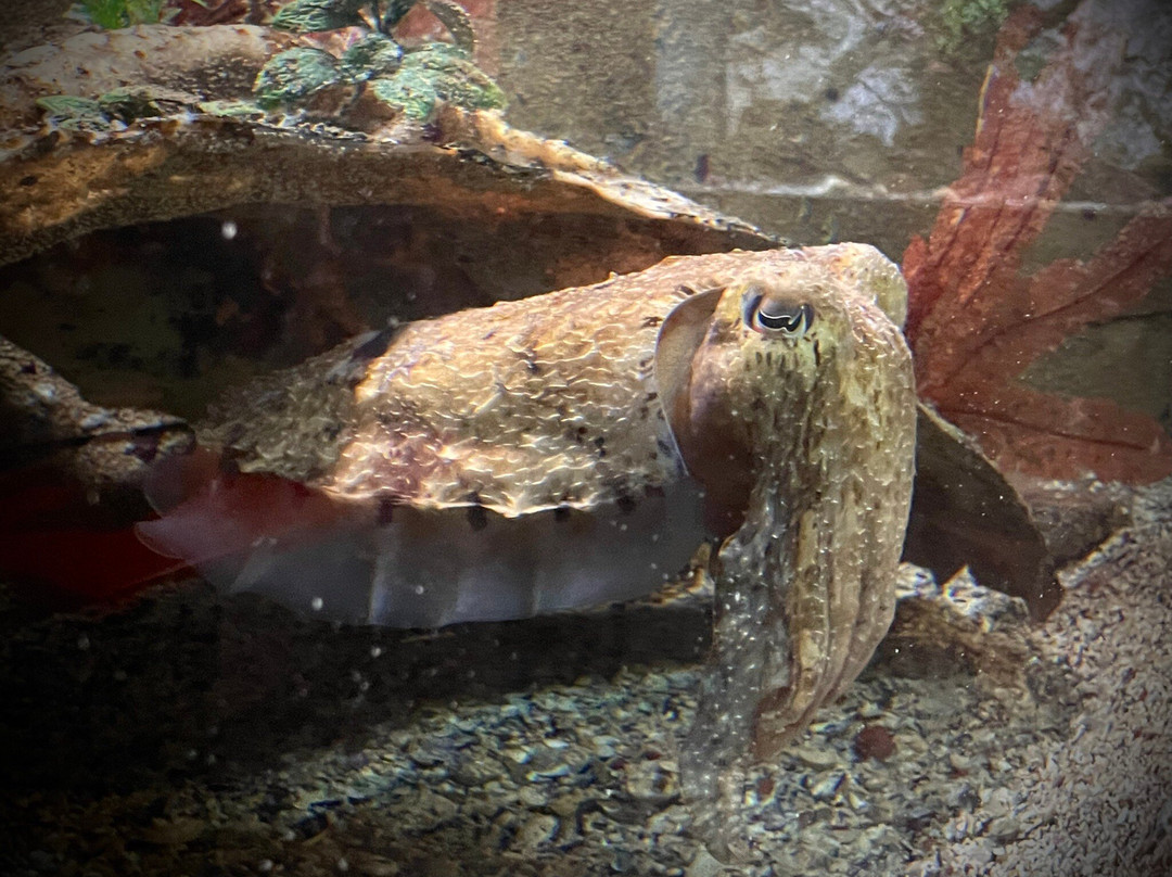Merimbula Aquarium & Wharf-梅林布拉必去景点