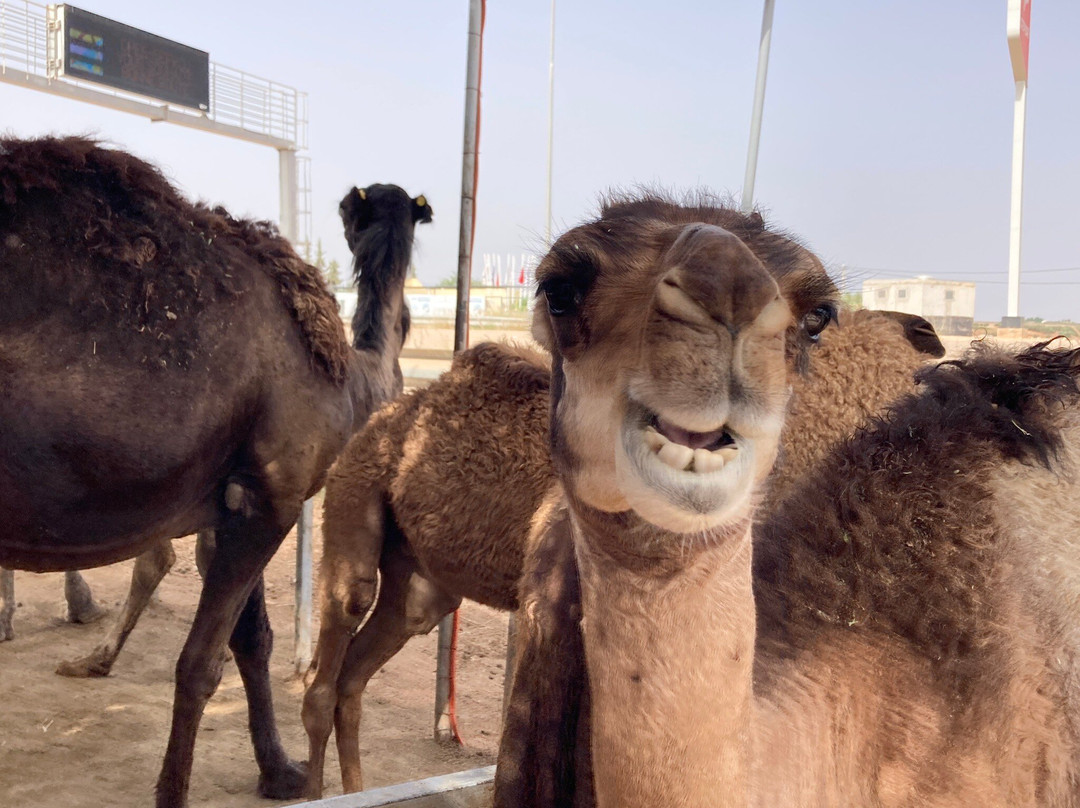 Fez City Tour-非斯必去景点