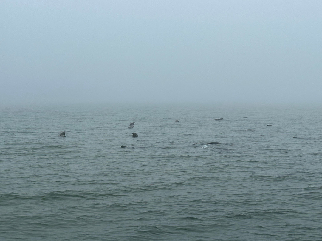 Beachcomber Tours-查塔姆必去景点