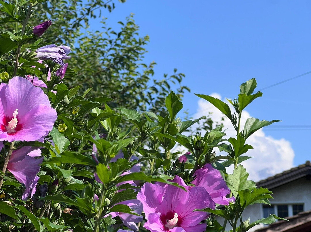 Jardin Botanique de St-Triphon