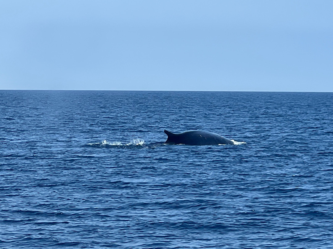 Yo te Espero Fishing and Boat Trips-班纳玛德纳必去景点