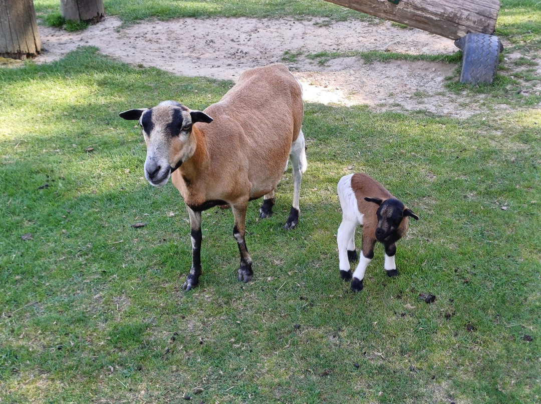 Wildpark und greifvogelzoo Potzberg景点图片