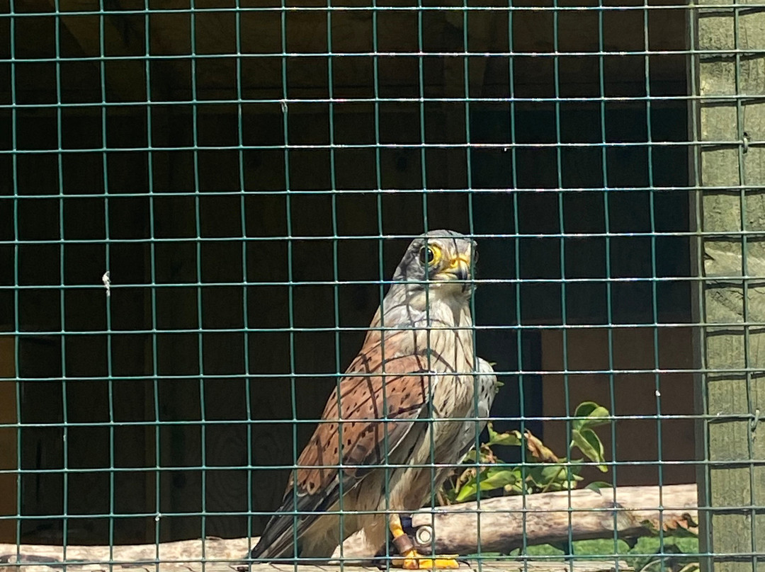 Swinton Park Birds of Prey景点图片