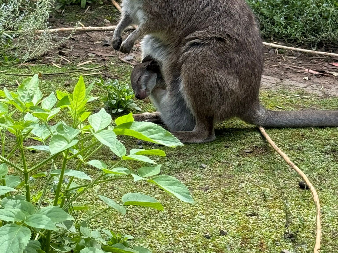 Kirkley Hall Zoological Gardens景点图片
