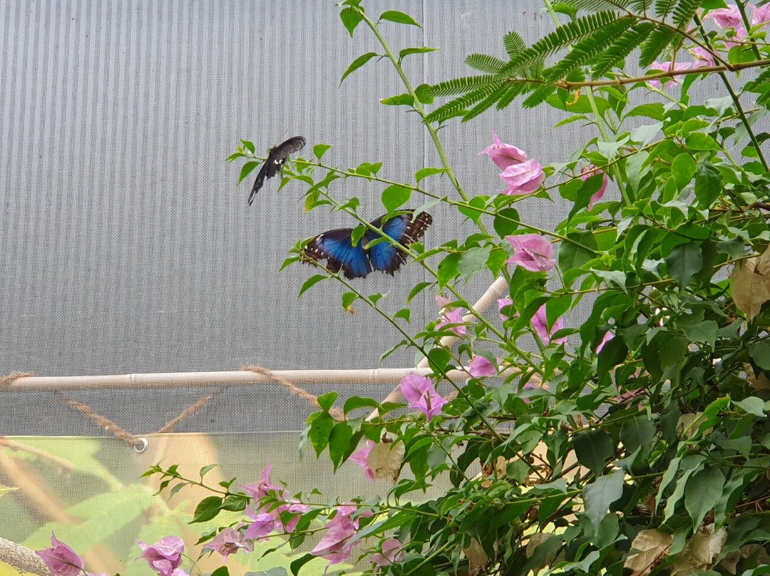 Vlindersafari-Gemert必去景点