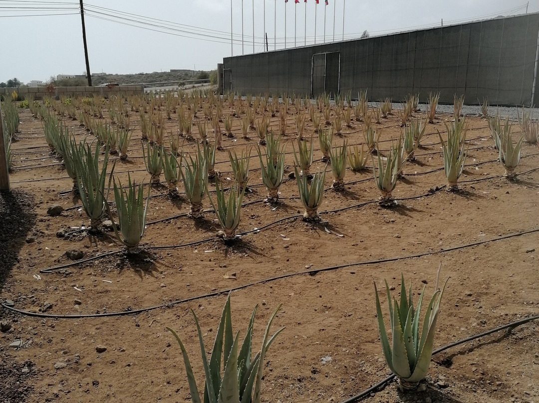 Finca Canarias Aloe Vera-阿罗纳必去景点