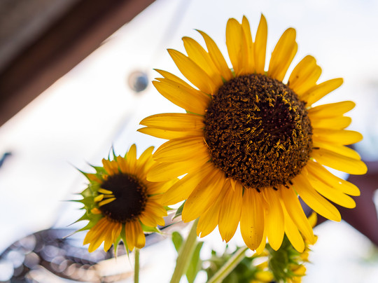 Inn At The Art Center主图