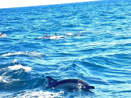 Cape Cruiser-萨格里什必去景点