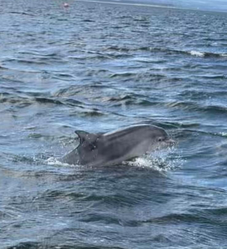Dolphin Trips Avoch景点图片