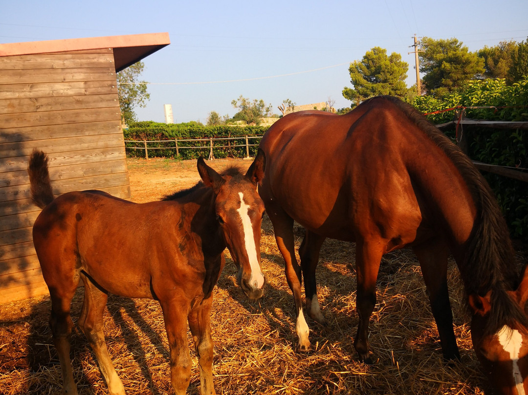 Delle Rose Horses Club主图
