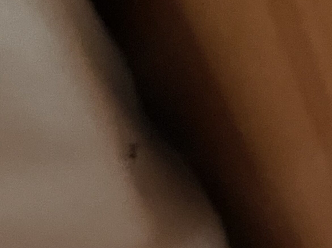 The Grapevine Motel主图