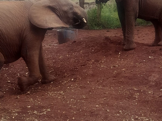 Eco Sure Trails-内罗毕必去景点