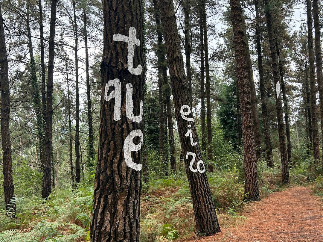 Bosque De Oma景点图片