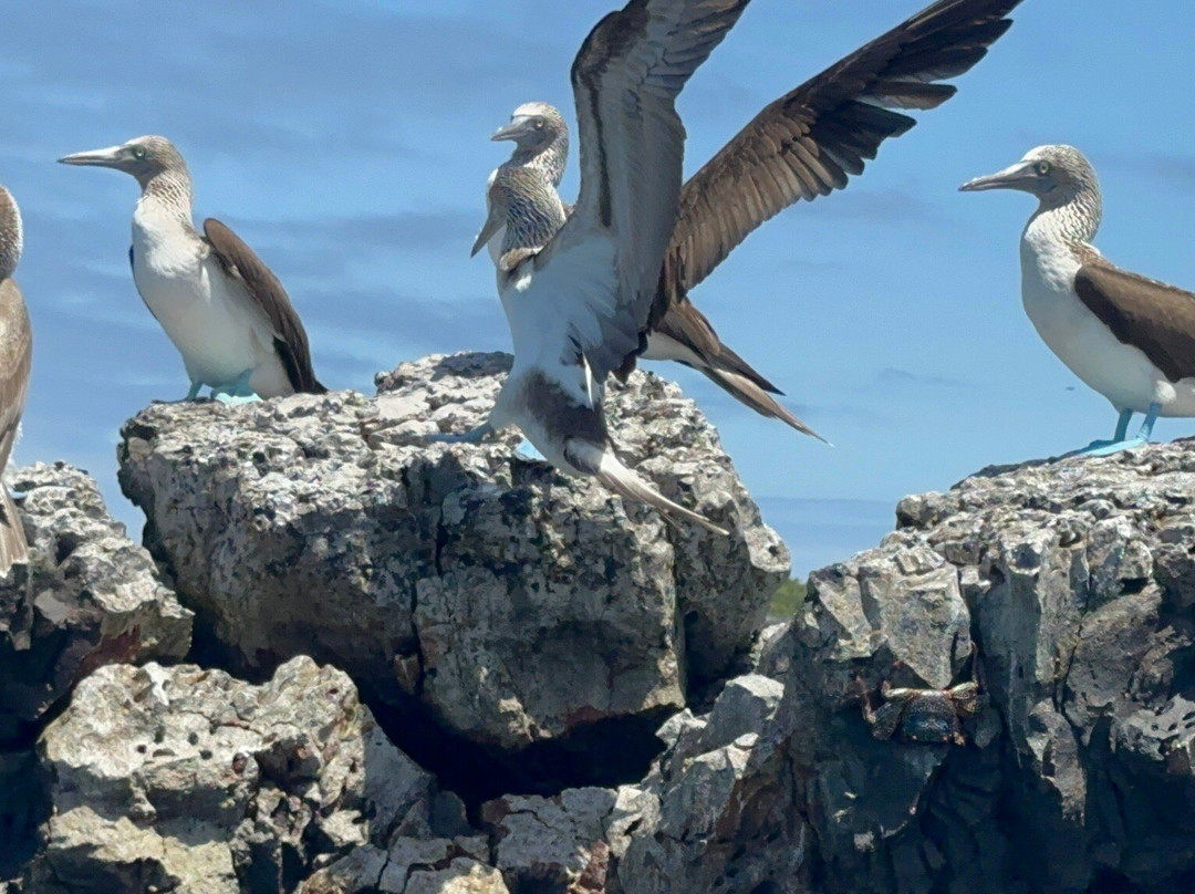 Galapagos Best Option-阿约拉港必去景点